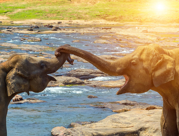 Elefantit leikkivät arkuillaan, katselevat orpokotia joenuomassa, Sri Lankassa auringonlaskun aikaan.
 - Valokuva, kuva