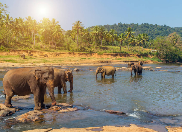 zachód słońca rodziny Azji słonie tropikalnych lato w rzece Ceylon, Sri Lanka - Zdjęcie, obraz