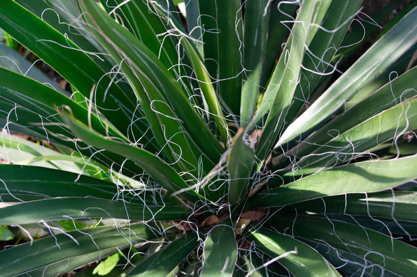 Trpasličí rostliny závitové agáve (Agave Filifera), detailní snímky úzkých listů a bílá vlákna. Čerstvý přírodní pozadí abstraktní. - Fotografie, Obrázek