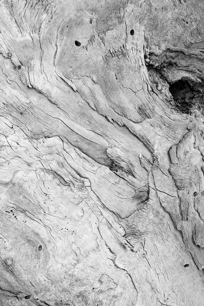 Suuri puinen runko veistetty merestä ja ajasta kätkee mielikuvituksellisia muotoja sen luonnollisten suonien rakenteessa.
 - Valokuva, kuva