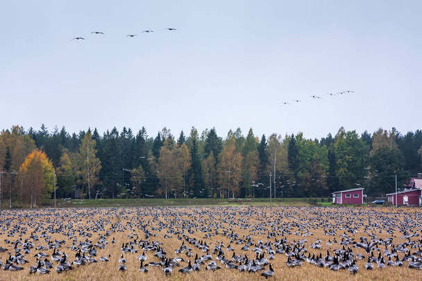 Iso lauma siimahanhia Branta leukopsis istuvat pellolla ja lentävät sen yläpuolella. Linnut valmistautuvat muuttoon etelään. lokakuu 2018, Suomi
 - Valokuva, kuva
