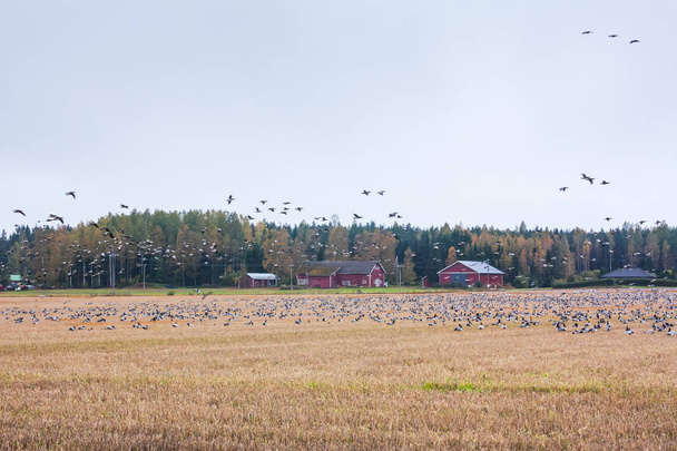 Um grande bando de gansos-Branta leucopsis estão sentados em um campo e voando acima dele. As aves preparam-se para migrar para sul. Outubro de 2018, Finlândia
 - Foto, Imagem