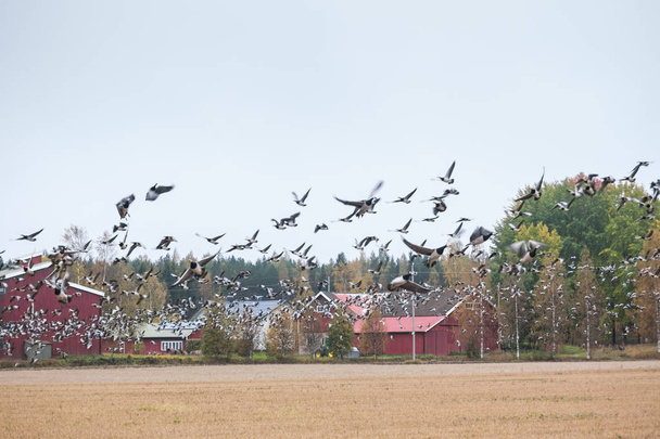 Um bando de Cygnus cygnus-Whooper Swan em um campo no fundo da floresta e rebanho de gansos-macaco Branta leucopsis voando acima deles. As aves preparam-se para migrar para sul. Outubro de 2018, Finlândia
. - Foto, Imagem