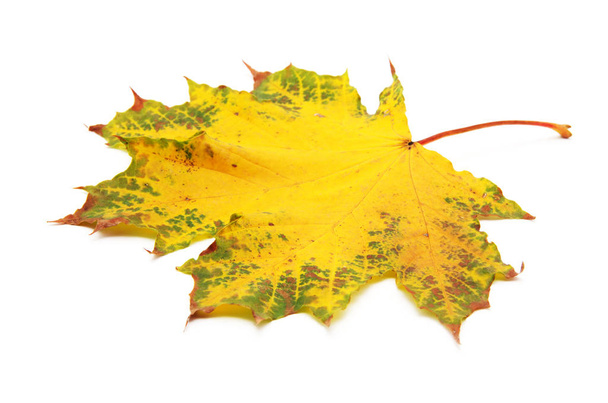Осенний кленовый лист выделен на белом фоне - Фото, изображение