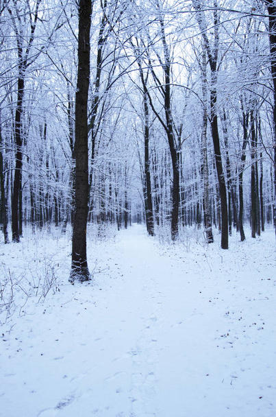 Зимовий парк вкритий свіжим білим снігом
 - Фото, зображення