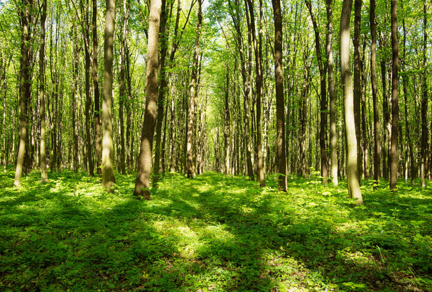 Green forest in spring - Foto, Imagen