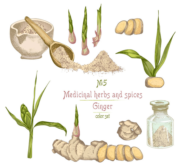 Set colorful hand drawn of Ginger roots, lives and flowers isolated on white. Bottle, mortar, pestle Retro vintage graphic design. botanical sketch drawing, engraving style. Vector illustration. - Vector, Image