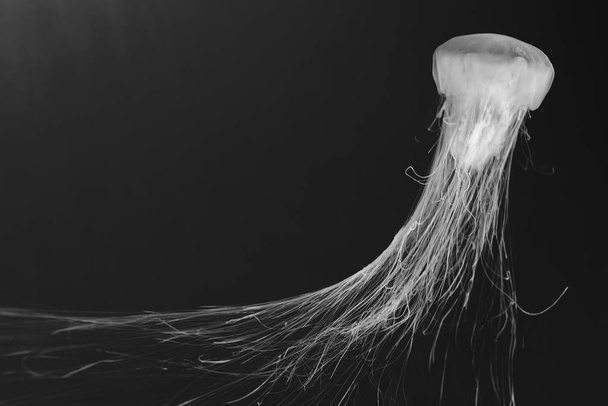 medusa (Chrysaora fuscescens) fundo Papel de parede Close-up
 - Foto, Imagem