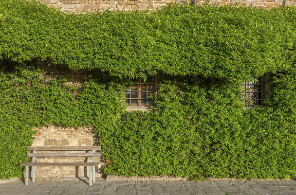 Climbing Vines of Ivy on House in Italy - Photo, Image