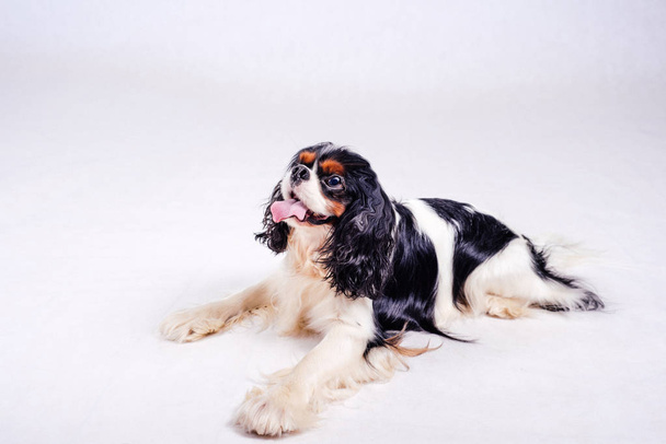 симпатичная собака, сидящая на полу в шпильке
 - Фото, изображение