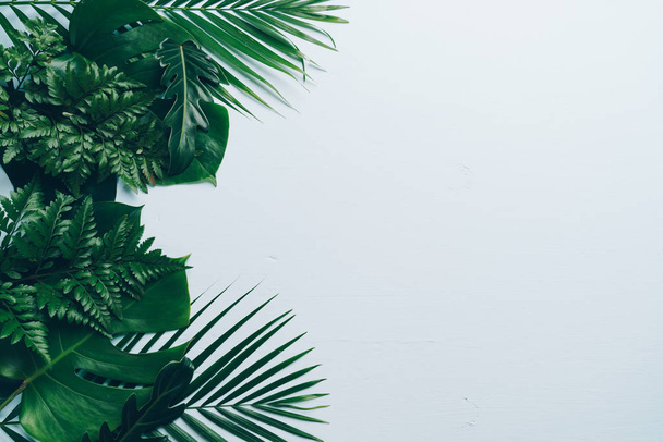 Tropical palm leaves on color background with copy space - Valokuva, kuva