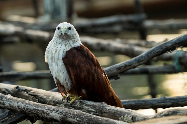 Young Red-backed sea-eagle or Brahminy kite. - Photo, Image