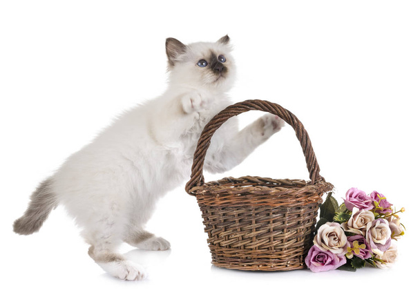 birman gattino di fronte a sfondo bianco - Foto, immagini