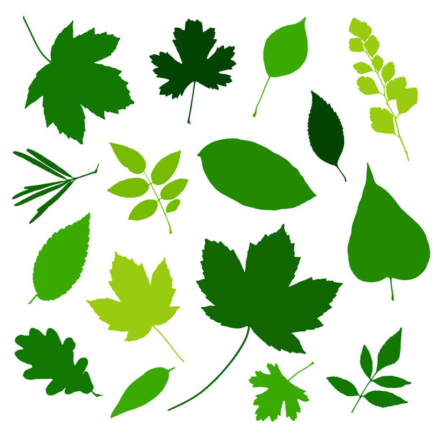 Green leaves set isolated on white background. Vector illustration - Vetor, Imagem