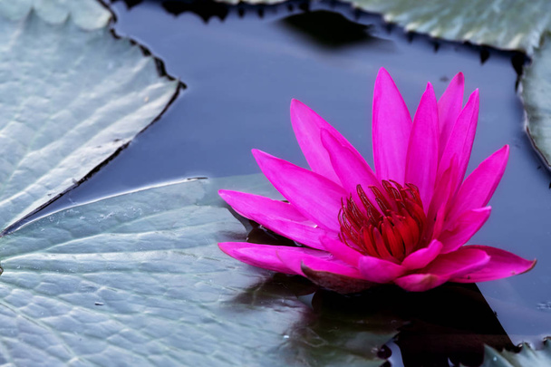 rosa Lotusblume blüht im Teich. - Foto, Bild