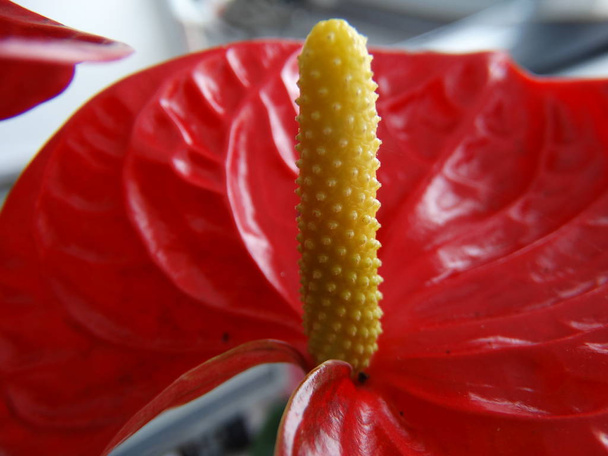 Red Anthurium Bloom close up  - Фото, зображення