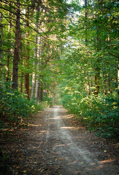 Path in green forest - Zdjęcie, obraz