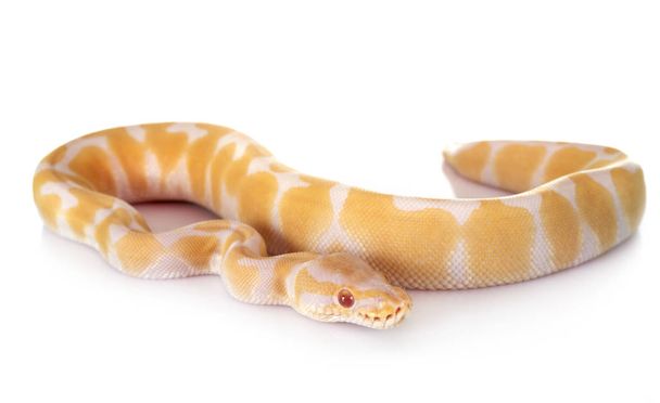 白い背景の前にロイヤルの python - 写真・画像