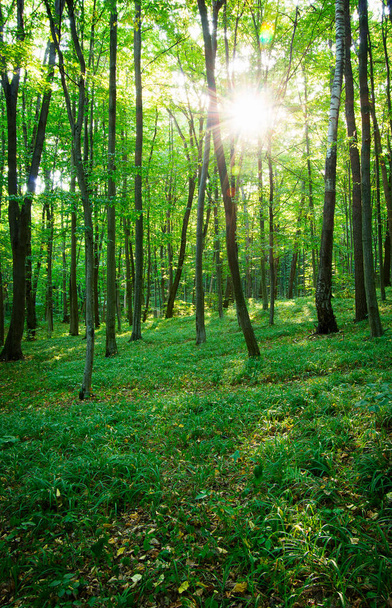 forest trees. nature green wood sunlight backgrounds. - Photo, image