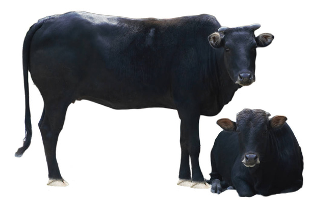 Intian musta lehmä eristetty valkoisella pohjalla
 - Valokuva, kuva