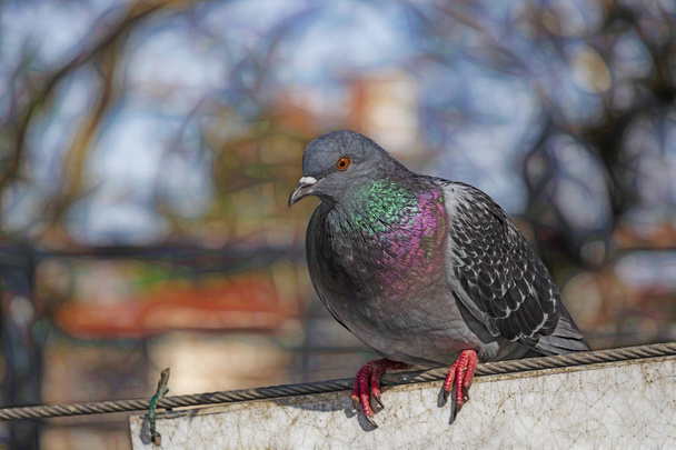 pigeon on the wire in nature - Photo, Image