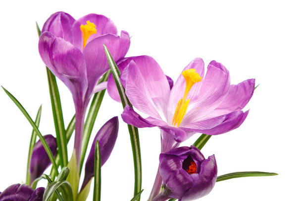 Crocus flowers isolated on a white background. - Photo, Image