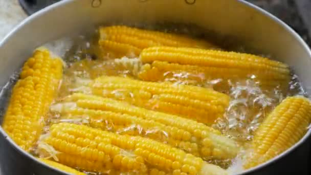 黄色の甘いトウモロコシの鍋に煮 - 映像、動画