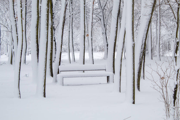 Snow-covered benches in the city park, snow in the city, snowfall in the city, trees in white snow - Фото, изображение