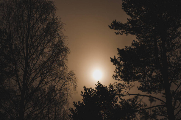 Mysterious full moon in fog against dark branches of pines and birch trees. - Photo, image