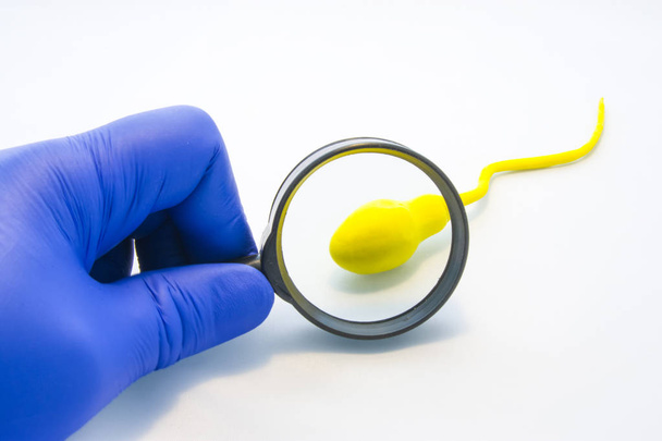 Sperm or semen test or analysis concept photo. Doctor, technician or scientist looks at model sperm cell through magnifying glass on white background. Diagnostics in urology at health and viability - Фото, изображение