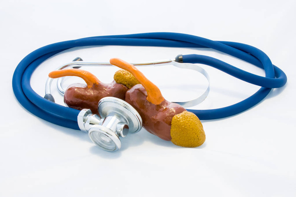 Blue stethoscope encircles kidneys and adrenals shape on white background. Idea of photo diagnosis, prevention and treatment of diseases of kidneys, preoperative preparation, research or test - Photo, Image