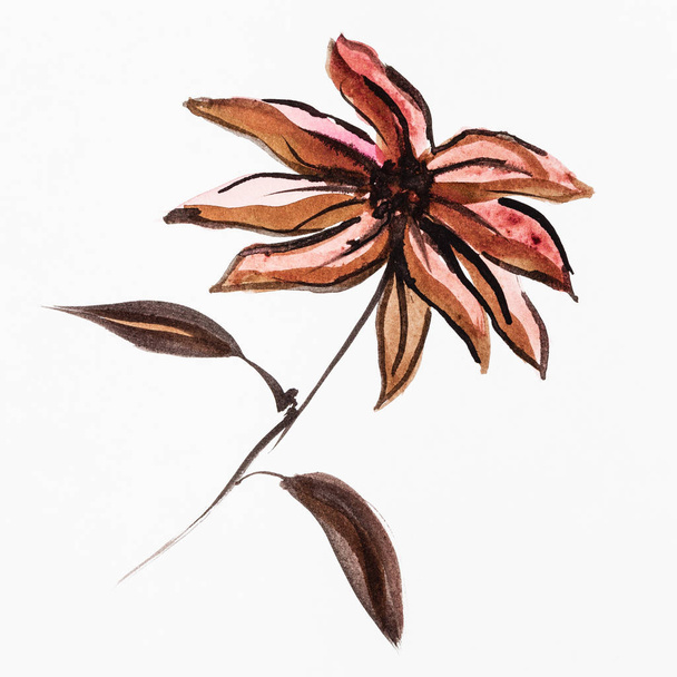 training drawing in sumi-e (suibokuga) style - poinsettia flower handpainted by brown watercolors on white paper - Photo, Image