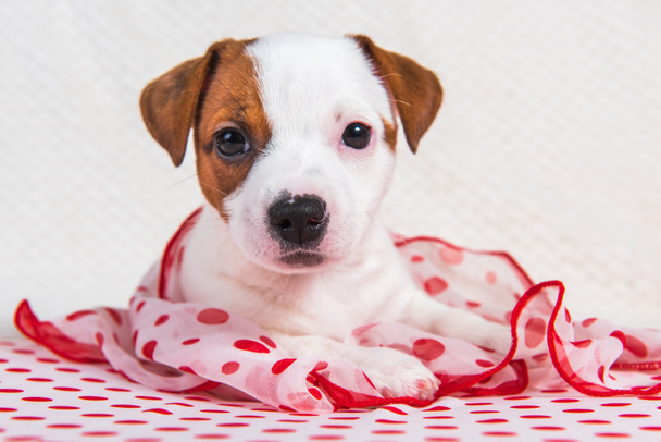 Funny kobiet Jack Russell Terrier pies szczeniak z groszki jedwabny szal leżą z czerwonym jabłkiem. - Zdjęcie, obraz