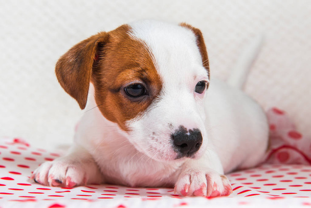 Lžou legrační štěňátko psa Jack Russell teriér s puntíky hedvábný šátek. - Fotografie, Obrázek