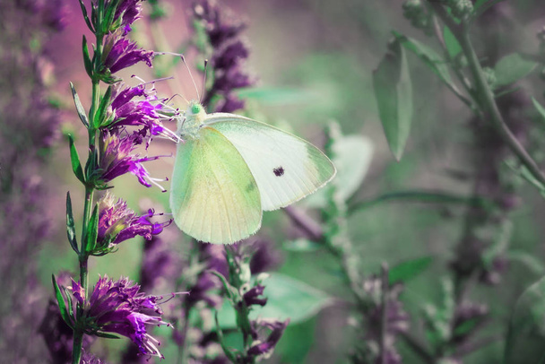 Белый и зеленый бабочки крупным планом на фиолетовый цветок
 - Фото, изображение