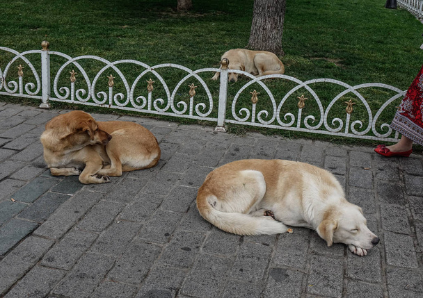 Cães dormindo no parque público em Istambul, Turquia
. - Foto, Imagem