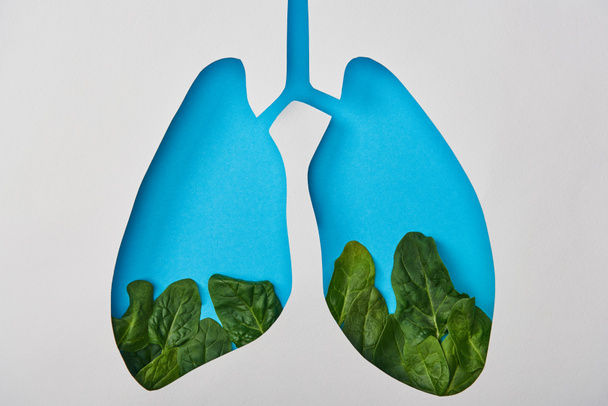 vista superior del modelo pulmonar con hojas aisladas en blanco
 - Foto, imagen
