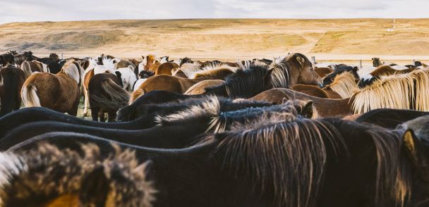 Herd of precious Icelandic horses gathered in a farm. - Фото, зображення