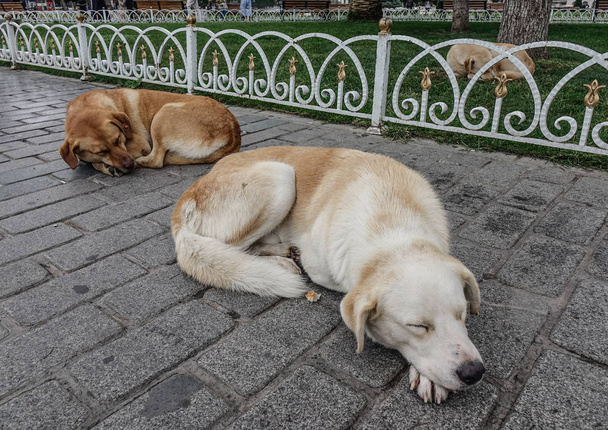 Hunde schlafen im öffentlichen Park in Istanbul, Türkei. - Foto, Bild