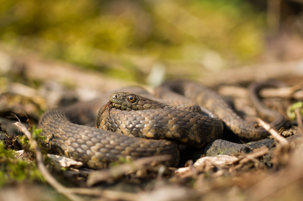 Dice snake Natrix tessellata in Czech Republic - Photo, Image