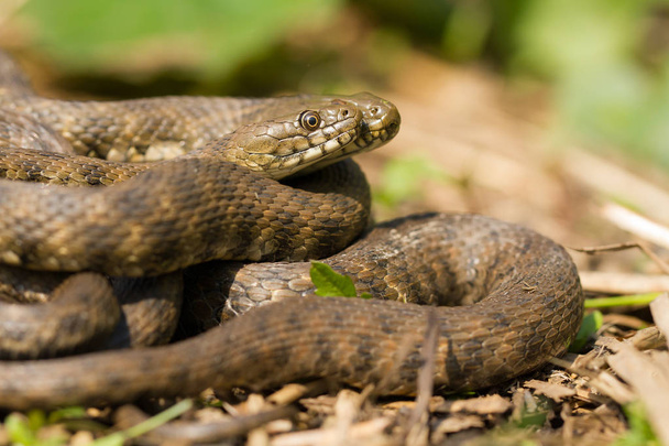 Dice snake Natrix tessellata in Czech Republic - Photo, Image