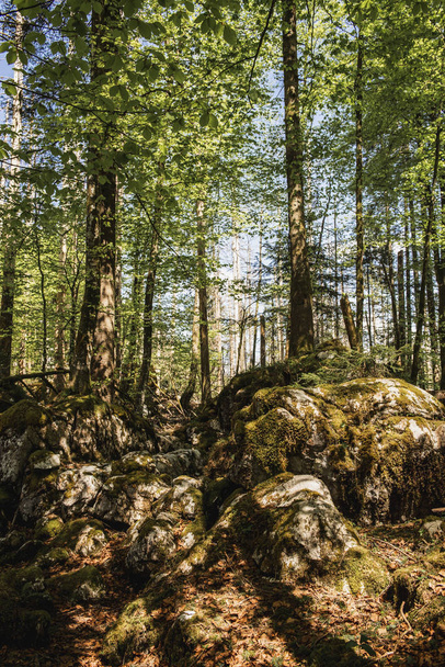 Grüner Wald.Schöne Natur für den Touristen.Bunter Morgenblick auf die bayerischen Alpen an der Grenze zu Österreich - Foto, Bild