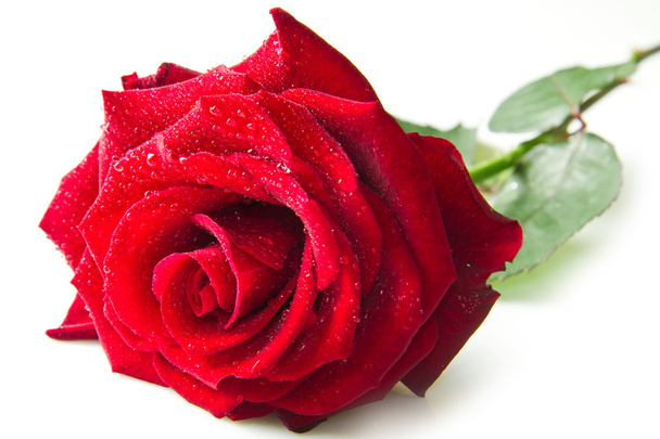 Single red rose flower - Foto, immagini