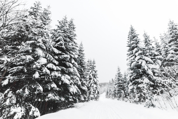 fenyőkkel borított fehér hó, a Kárpát-hegység - Fotó, kép