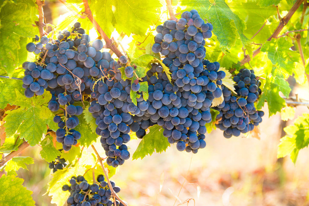 Ripe grapes growing on vine in vineyard - Photo, Image