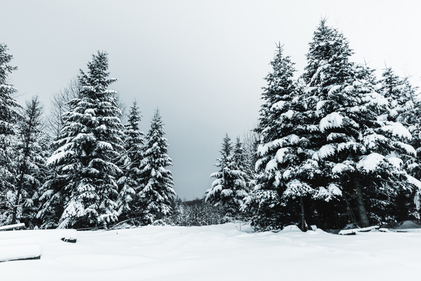 clear blue sky and firs in snowy forest in Carpathians - Фото, зображення
