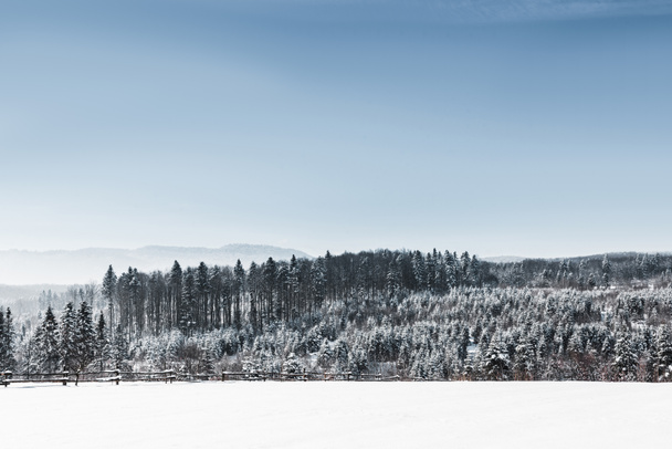 paisaje con bosques y montañas de Cárpatos cubiertas de nieve
 - Foto, Imagen