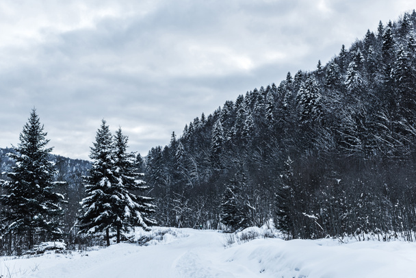 vista panorámica de las montañas de carpatos nevados con pinos en invierno
  - Foto, imagen