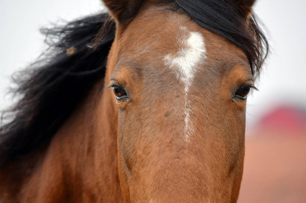 Koně detailní krásy portrétní fotografie - Fotografie, Obrázek