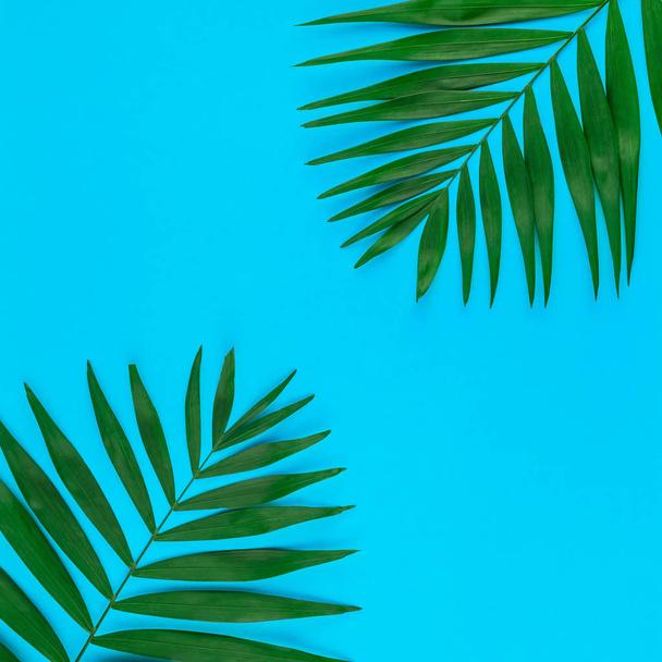 Creative flat lay top view of green tropical palm leaves on color paper background with copy space. Minimal tropical palm leaf plants summer concept template for your text or design - Фото, изображение
